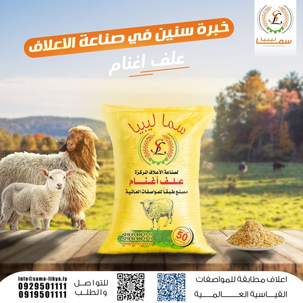 sheep-1
